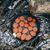 Сковорода круглая чугунная с 2-мя ручками на деревянной подставке, 20 см, LAVA, фото , изображение 6 Сковорода круглая чугунная с 2-мя ручками на деревянной подставке, 20 см, LAVA, фото , изображение 6